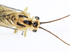 Euura glutinosae