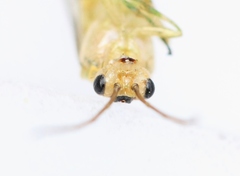 Euura glutinosae
