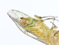 Euura glutinosae