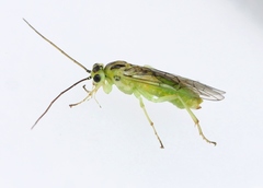 Euura glutinosae