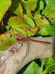Sympetrum striolatum