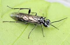 Pachyprotasis rapae