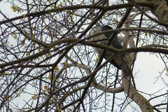 Hemiphaga novaeseelandiae novaeseelandiae