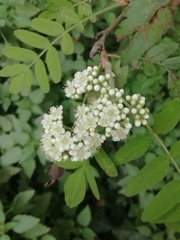 Sorbus