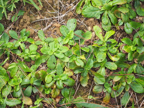 Mazus fauriei (Mazus fauriei)