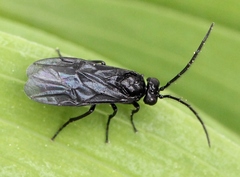 Phymatocera aterrima