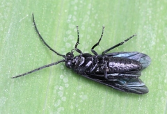 Phymatocera aterrima
