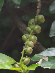 Diospyros maritima