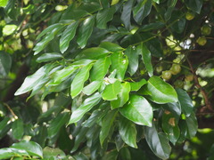 Diospyros maritima