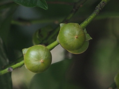 Diospyros maritima