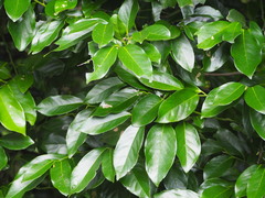 Diospyros maritima