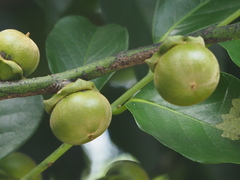 Diospyros maritima