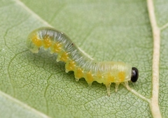 Pristiphora testacea