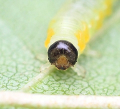 Pristiphora testacea