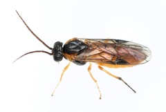 Pristiphora testacea