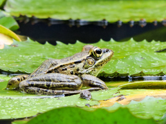 Lithobates magnaocularis