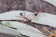 Myrmecia nigriceps