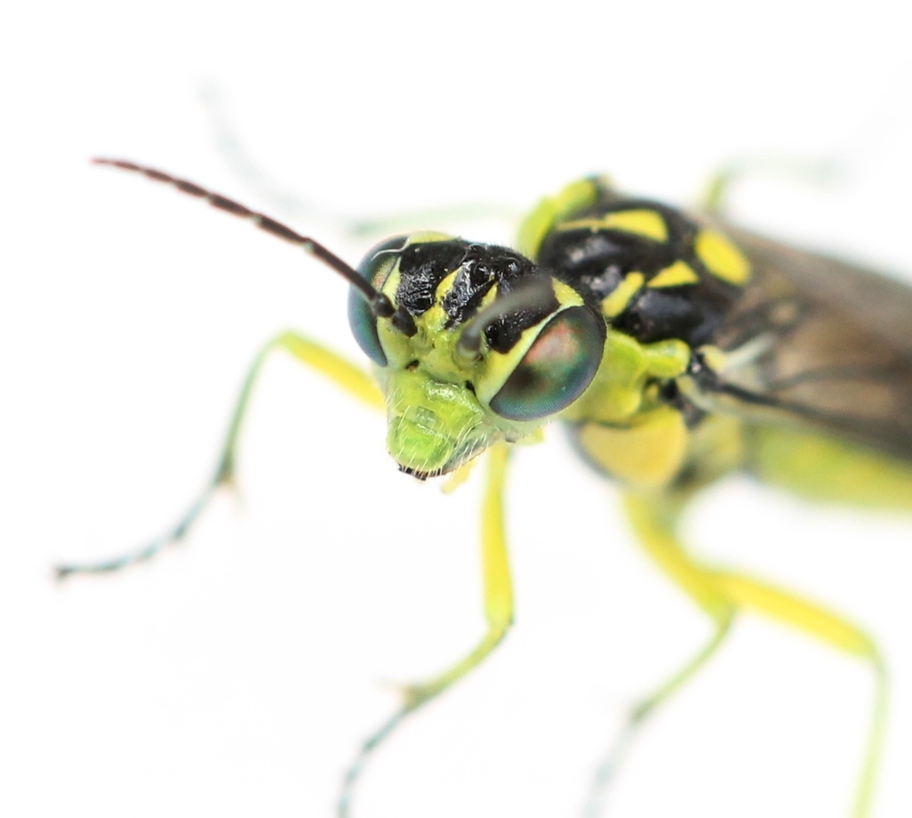 Rhogogaster picta