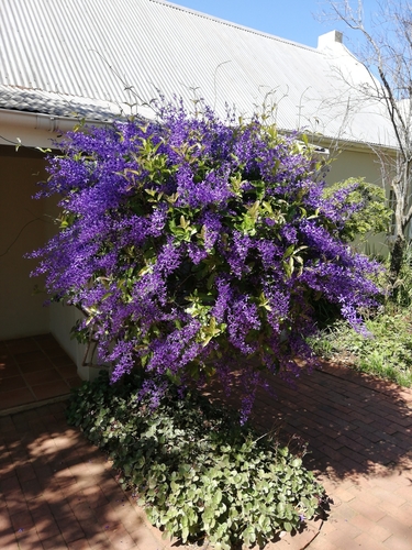 Petrea volubilis