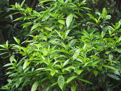 Tabernaemontana pandacaqui