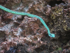 Philothamnus punctatus