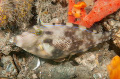 Meuschenia trachylepis