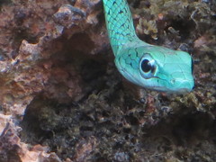 Philothamnus punctatus