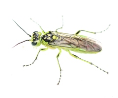 Rhogogaster viridis