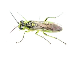 Rhogogaster viridis