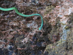 Philothamnus punctatus