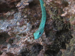 Philothamnus punctatus