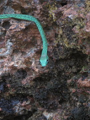 Philothamnus punctatus