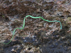 Philothamnus punctatus