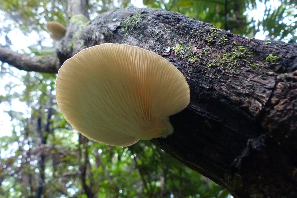 Oyster Mushrooms from Whangarei District, Northland, New Zealand on May