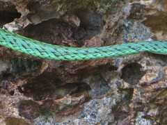 Philothamnus punctatus