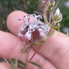 Grevillea sphacelata