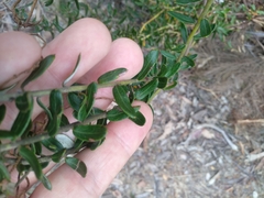 Grevillea sphacelata