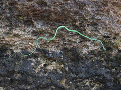 Philothamnus punctatus