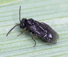 Stethomostus fuliginosus