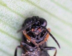 Stethomostus fuliginosus