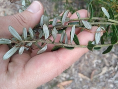 Grevillea sphacelata