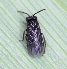 Stethomostus fuliginosus