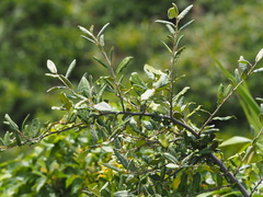 Elaeagnus formosana