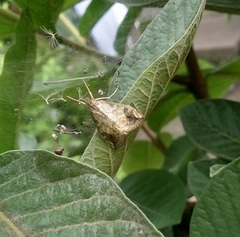 Evergestis rimosalis