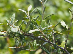 Elaeagnus formosana