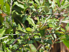 Elaeagnus formosana