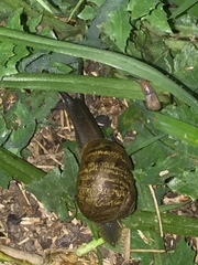 Cornu aspersum