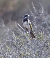 Purnella albifrons