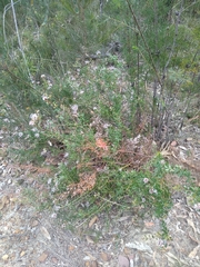 Grevillea sphacelata