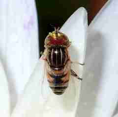 Eristalinus megacephalus
